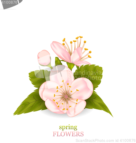 Image of Cherry Blossom with Leaves Isolated on White Background