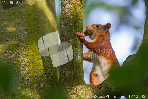 Image of Squirrel on a branch spruce eats nuts