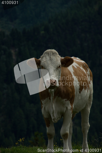 Image of Cow at the Nock Alp, Austria