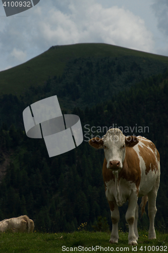 Image of Cow at the Nock Alp, Austria