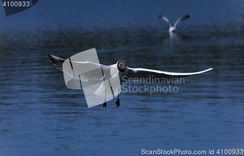 Image of gull