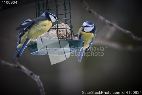 Image of blue tits