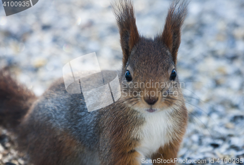 Image of red squirrel