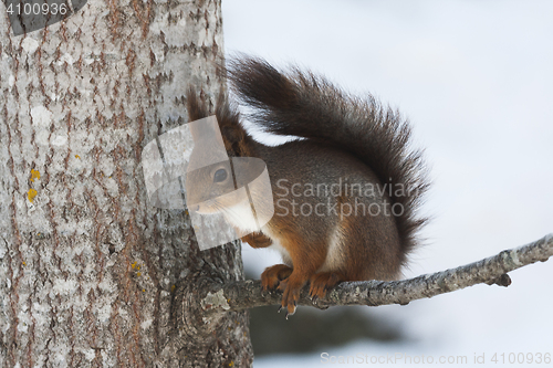 Image of red squirrel