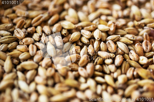 Image of close up of malt or cereal grains