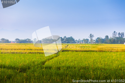 Image of Rice fields, Nepal