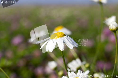 Image of wild chamomile close up