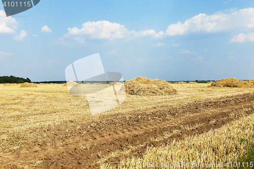 Image of farm field cereals