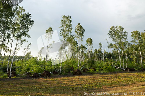 Image of broken birch tree after a storm