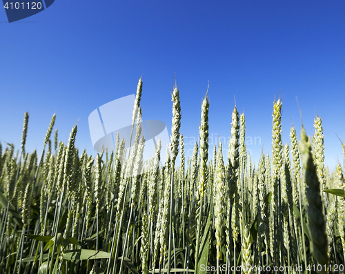 Image of unripe ears of wheat