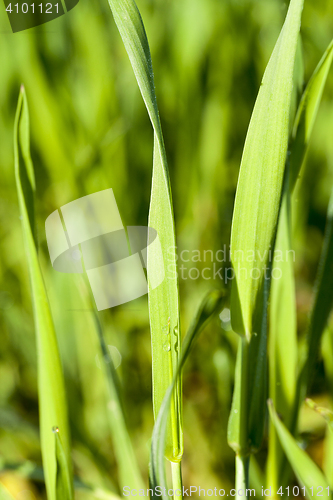 Image of Field with cereal