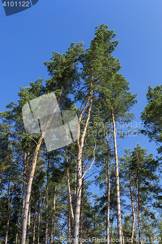 Image of pine trees in the forest