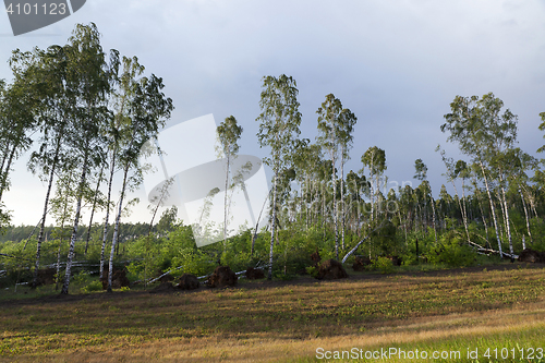 Image of broken birch trees