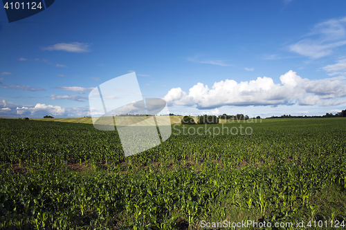 Image of Young green corn