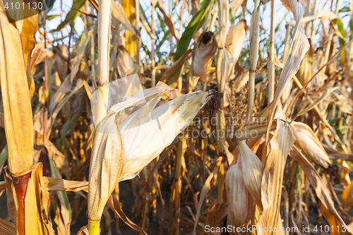 Image of yellowed ripe corn