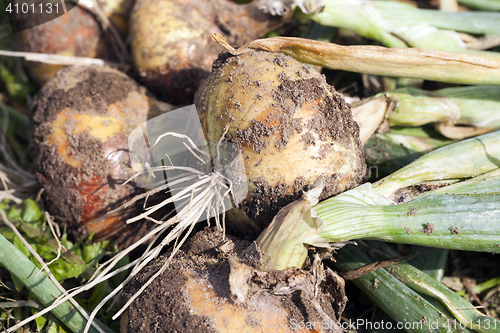 Image of ripe onion head