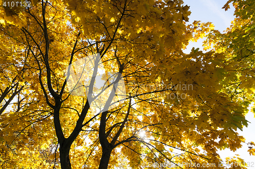 Image of Maple Park in autumn