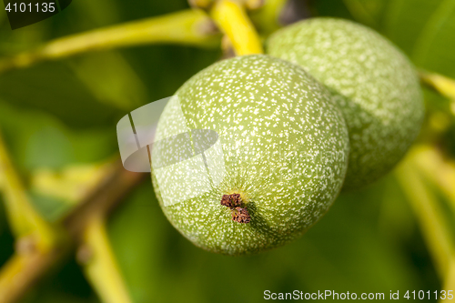 Image of unripe walnut, close-up