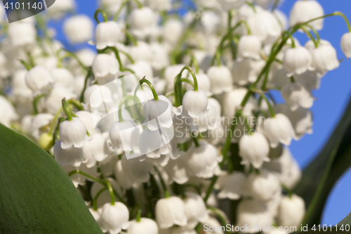 Image of Forest lily of the valley close-up