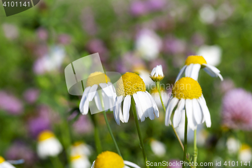 Image of wild chamomile close up