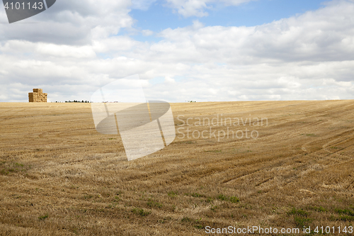 Image of gathering the wheat harvest