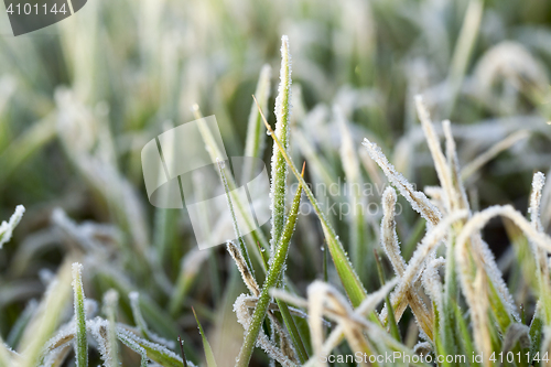 Image of young grass plants, close-up