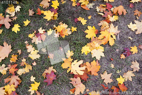 Image of leaves on the sidewalk, autumn