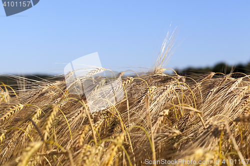 Image of farm field cereals