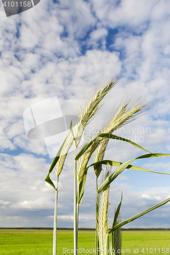 Image of green immature cereals