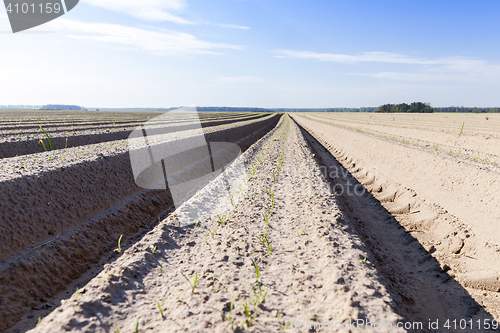 Image of furrows in the field