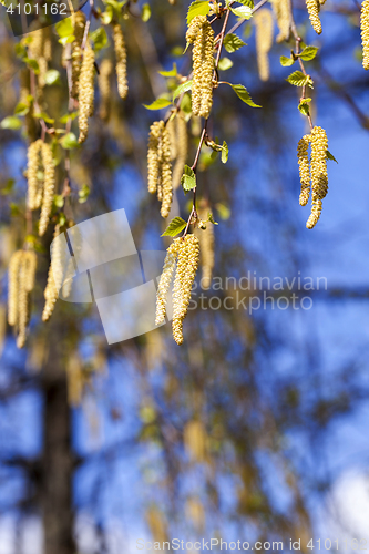 Image of trees in the spring