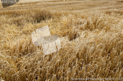 Image of destroyed by the storm wheat