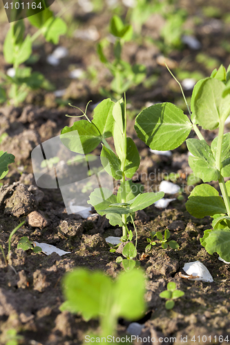 Image of young green peas