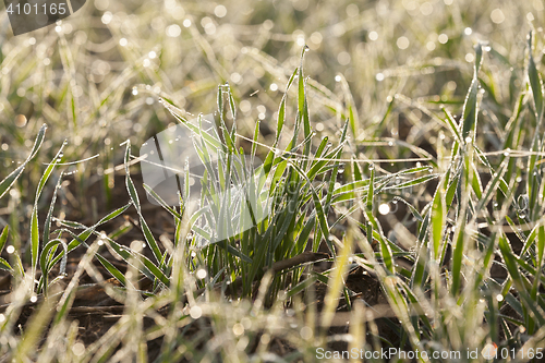 Image of young grass plants, close-up