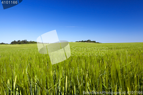 Image of Field with cereal