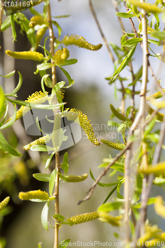 Image of willow trees in the spring