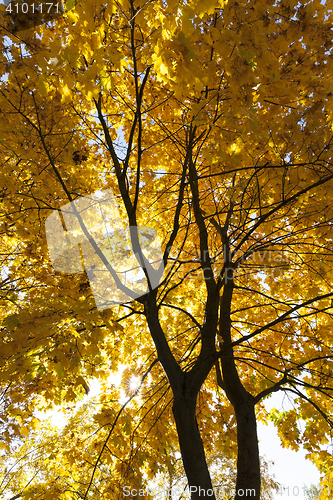 Image of Maple Park in autumn