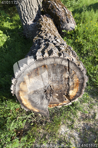 Image of old tree trunk