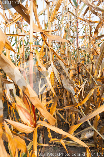 Image of yellowed ripe corn