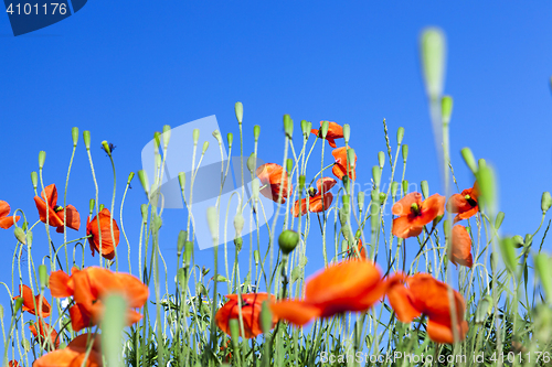 Image of Red Poppy in the field