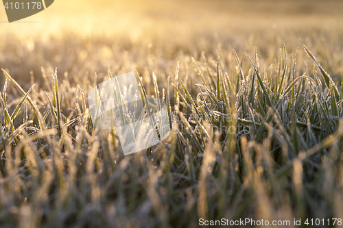 Image of frost on the wheat