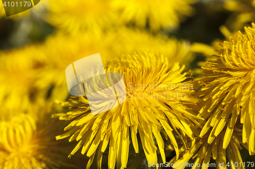 Image of yellow dandelions in spring