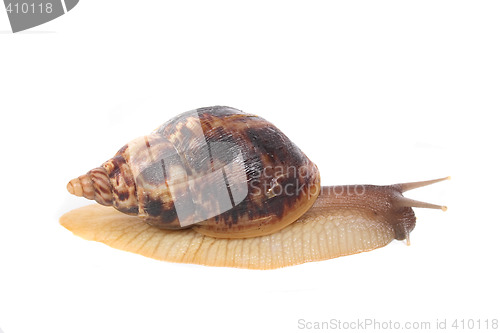 Image of snail