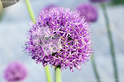 Image of Flower onion, close-up