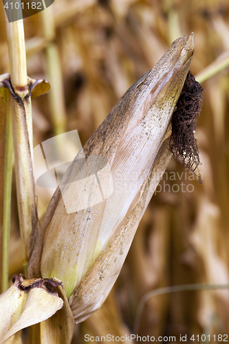 Image of field with mature corn