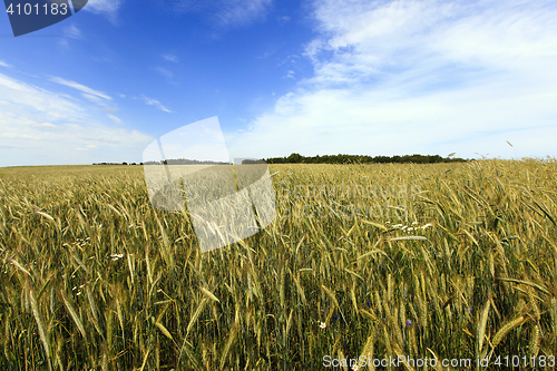 Image of field with cereals