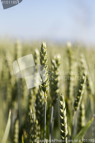 Image of agricultural field wheat