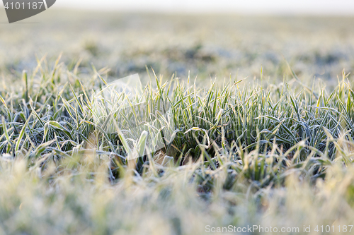 Image of green wheat, frost