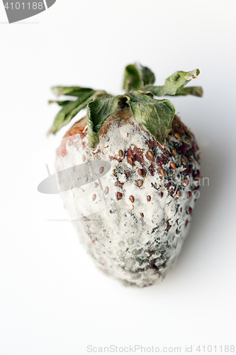 Image of Strawberry with mold