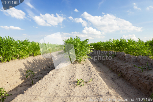 Image of Field with carrot